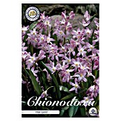 Lukovice proljetnog cvijeća Chionodoxa Forbesii Pink Giant  (Roza, Botanički opis: Chionodoxa, Broj cvjetnih lukovica: 20 Kom.) | BAUHAUS