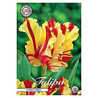 Lukovice proljetnog cvijeća Tulipan Flaming Parrot (Crvena, Botanički opis: Tulipa)