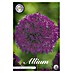 Lukovice proljetnog cvijeća Luk ukrasni Allium Purple Sensation 