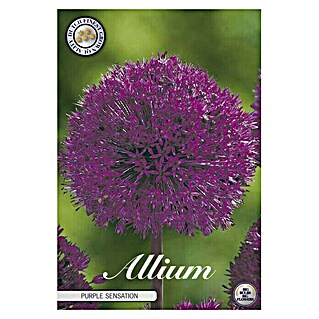 Lukovice proljetnog cvijeća Luk ukrasni Allium Purple Sensation (Ljubičasta, Botanički opis: Allium)
