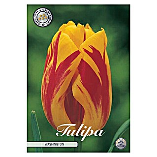 Lukovice proljetnog cvijeća Tulipan Triumph Washington (Botanički opis: Tulipa, Žute boje)