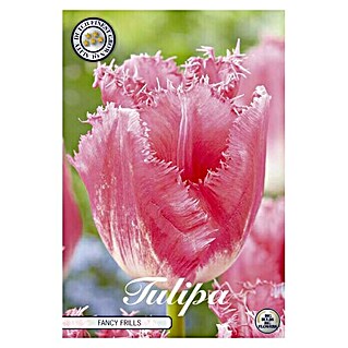 Lukovice proljetnog cvijeća Tulipan Fringed Fancy Frills (Roza, Botanički opis: Tulipa)