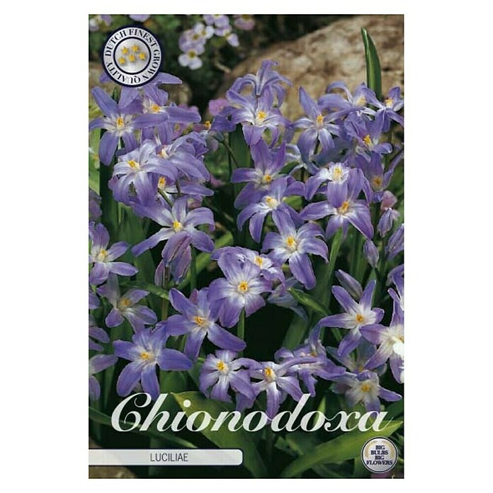 Lukovice proljetnog cvijeća Chionodoxa Luciliae  (Ljubičasta, Botanički opis: Chionodoxa, 20 Kom.) | BAUHAUS