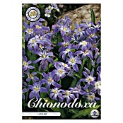 Lukovice proljetnog cvijeća Chionodoxa Luciliae  (Ljubičasta, Botanički opis: Chionodoxa, 20 Kom.) | BAUHAUS