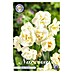 Lukovice proljetnog cvijeća Narcisa Botanical Bridal Crown 