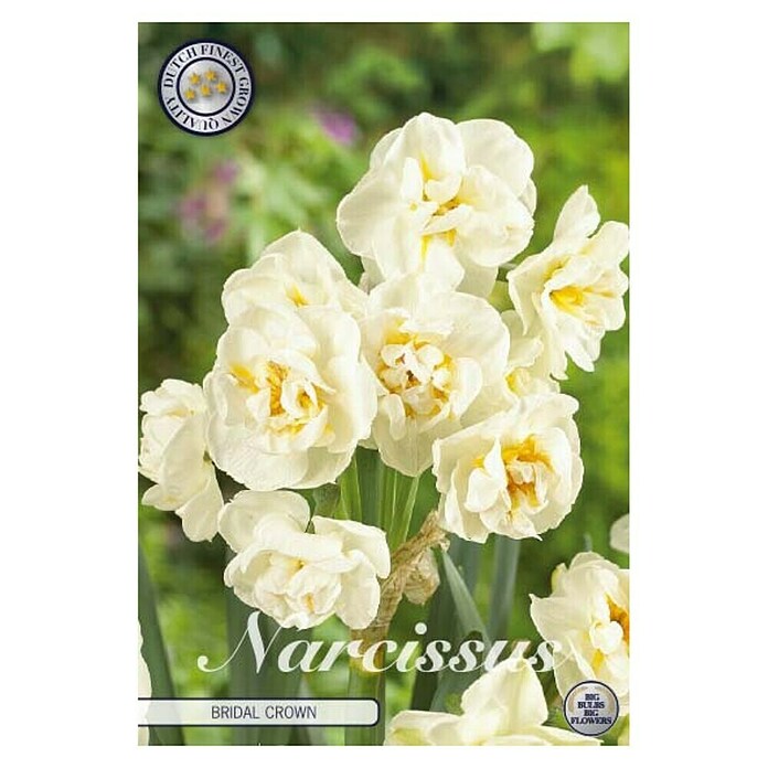 Lukovice proljetnog cvijeća Narcisa Botanical Bridal Crown  (Bijela, Botanički opis: Narcissus, Broj cvjetnih lukovica: 6 Kom.) | BAUHAUS