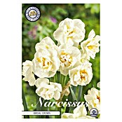 Lukovice proljetnog cvijeća Narcisa Botanical Bridal Crown  (Bijela, Botanički opis: Narcissus, Broj cvjetnih lukovica: 6 Kom.) | BAUHAUS