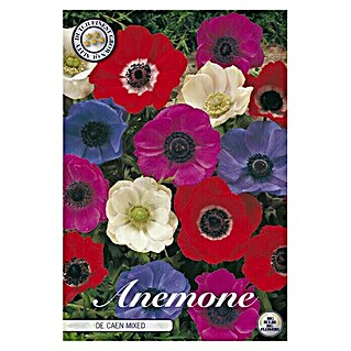 Lukovice proljetnog cvijeća Anemone Coronaria de Caen Mixed (Mješane boje, Botanički opis: Anemone)