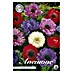 Lukovice proljetnog cvijeća Anemone Coronaria St. Brigid 