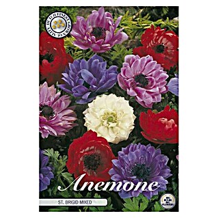 Lukovice proljetnog cvijeća Anemone Coronaria St. Brigid (Višebojne, Botanički opis: Anemone, Broj cvjetnih lukovica: 20 Kom.)