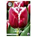 Lukovice proljetnog cvijeća Tulipan Fringed Canasta 