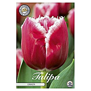 Lukovice proljetnog cvijeća Tulipan Fringed Canasta (Crvena, Botanički opis: Tulipa)