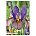 Lukovice proljetnog cvijeća Iris Hollandica Black Beauty 