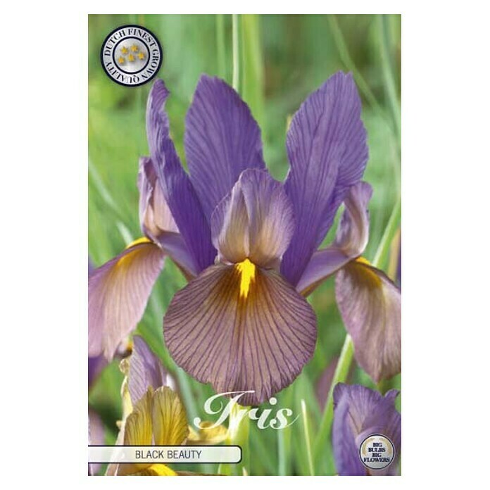 Lukovice proljetnog cvijeća Iris Hollandica Black Beauty  (Ljubičasta, Botanički opis: Iris, Broj cvjetnih lukovica: 10 Kom.) | BAUHAUS