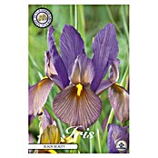 Lukovice proljetnog cvijeća Iris Hollandica Black Beauty  (Ljubičasta, Botanički opis: Iris, Broj cvjetnih lukovica: 10 Kom.) | BAUHAUS