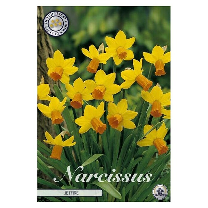 Lukovice proljetnog cvijeća Narcisa Botanical Jetfire  (Žuta, Botanički opis: Narcissus, Broj cvjetnih lukovica: 7 Kom.) | BAUHAUS