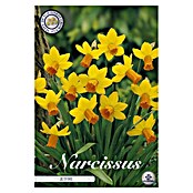 Lukovice proljetnog cvijeća Narcisa Botanical Jetfire  (Žuta, Botanički opis: Narcissus, Broj cvjetnih lukovica: 7 Kom.) | BAUHAUS