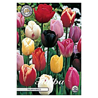 Lukovice proljetnog cvijeća Tulipan Triumph (Mješane boje, Botanički opis: Tulipa)
