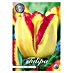 Lukovice proljetnog cvijeća Tulipan Triumph Capetown 