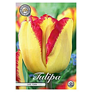 Lukovice proljetnog cvijeća Tulipan Triumph Capetown (Žuta, Botanički opis: Tulipa)
