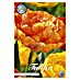Lukovice proljetnog cvijeća Tulipan Sunlover 