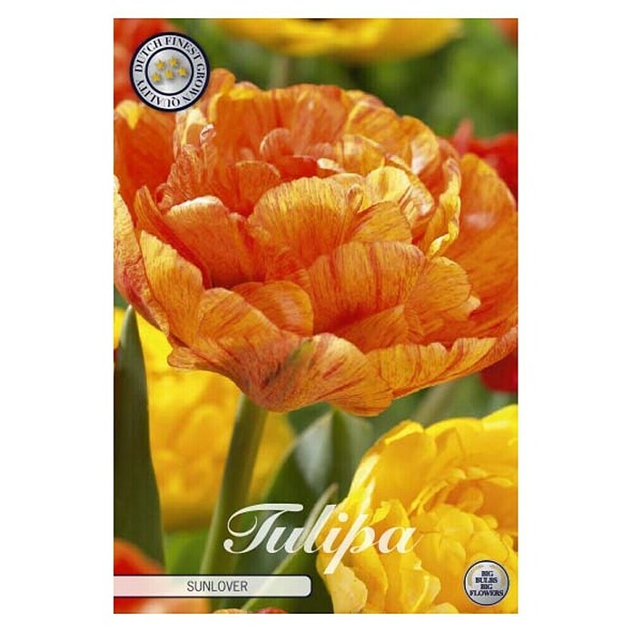 Lukovice proljetnog cvijeća Tulipan Sunlover  (Narančasta, Botanički opis: Tulipa, Broj cvjetnih lukovica: 7 Kom.) | BAUHAUS