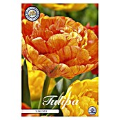 Lukovice proljetnog cvijeća Tulipan Sunlover  (Narančasta, Botanički opis: Tulipa, Broj cvjetnih lukovica: 7 Kom.) | BAUHAUS