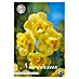 Lukovice proljetnog cvijeća Narcisa Yellow Cheerfulness 