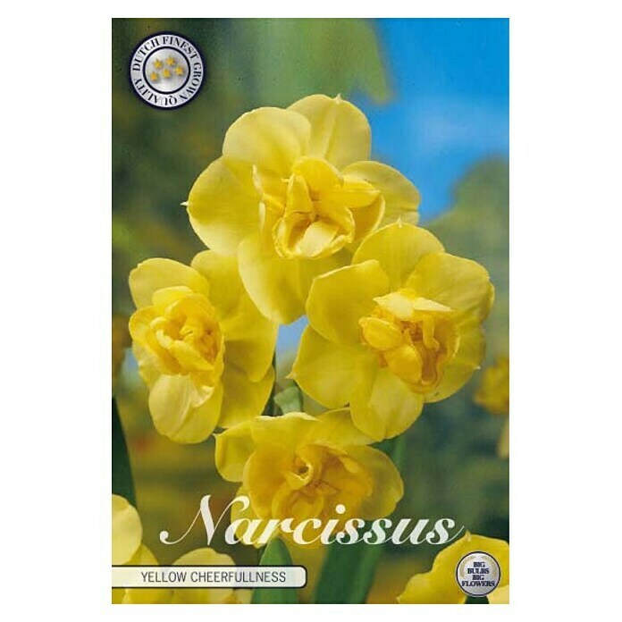 Lukovice proljetnog cvijeća Narcisa Yellow Cheerfulness  (Žuta, Botanički opis: Narcissus, Broj cvjetnih lukovica: 5 Kom.) | BAUHAUS