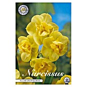 Lukovice proljetnog cvijeća Narcisa Yellow Cheerfulness  (Žuta, Botanički opis: Narcissus, Broj cvjetnih lukovica: 5 Kom.) | BAUHAUS