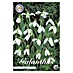 Lukovice proljetnog cvijeća Galanthus Elwesiis White Visibaba 