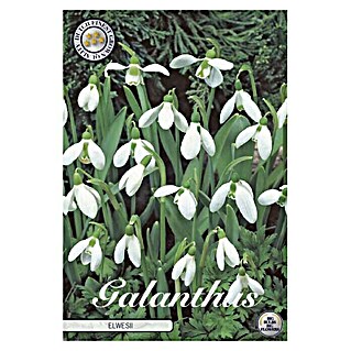 Lukovice proljetnog cvijeća Galanthus Elwesiis White Visibaba (Bijela, Botanički opis: Galanthus)