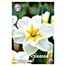 Lukovice proljetnog cvijeća Narcisa Splitcrown Lemon Beauty 