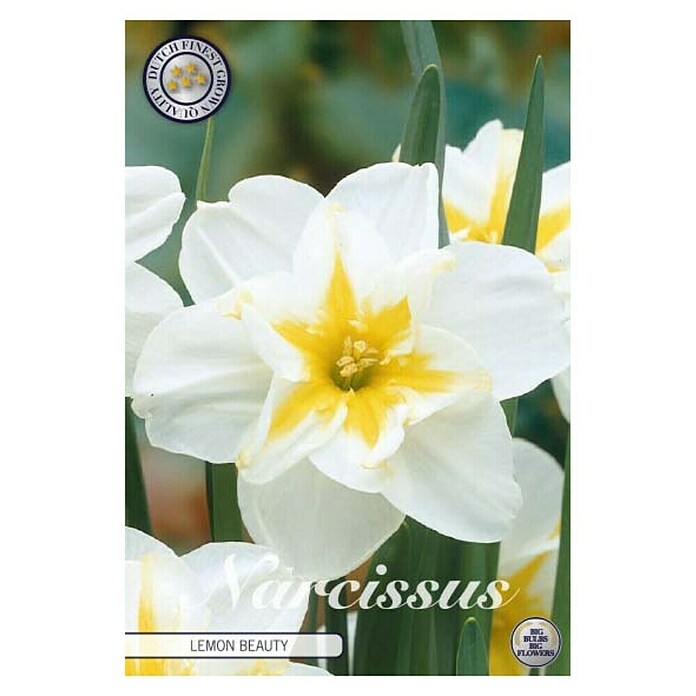 Lukovice proljetnog cvijeća Narcisa Splitcrown Lemon Beauty  (bijele boje, Botanički opis: Narcissus, Broj cvjetnih lukovica: 5 Kom.) | BAUHAUS