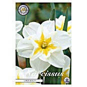 Lukovice proljetnog cvijeća Narcisa Splitcrown Lemon Beauty  (bijele boje, Botanički opis: Narcissus, Broj cvjetnih lukovica: 5 Kom.) | BAUHAUS
