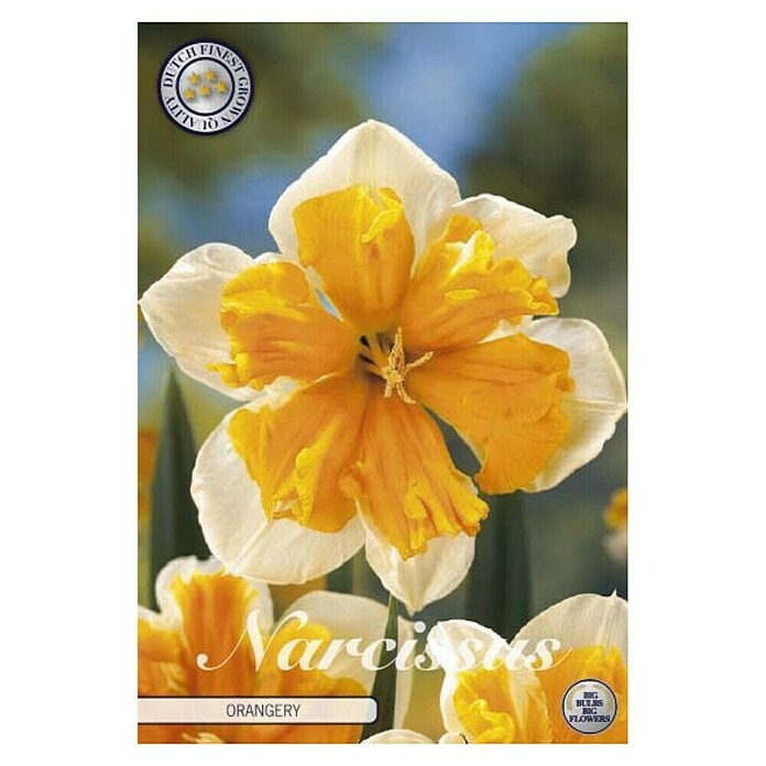 Lukovice proljetnog cvijeća Narcisa Splitcrown Orangery  (Narančasta, Botanički opis: Narcissus, Broj cvjetnih lukovica: 5 Kom.) | BAUHAUS