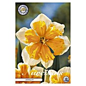 Lukovice proljetnog cvijeća Narcisa Splitcrown Orangery  (Narančasta, Botanički opis: Narcissus, Broj cvjetnih lukovica: 5 Kom.) | BAUHAUS