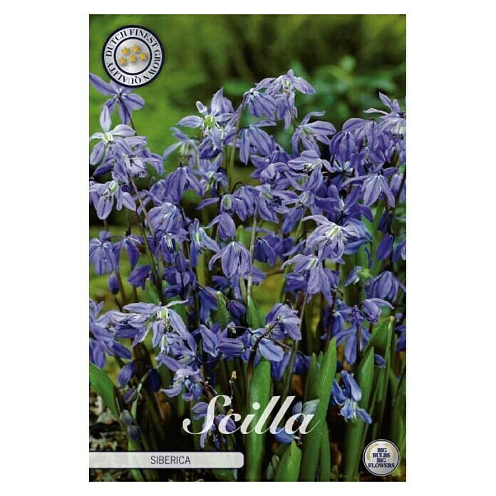 Lukovice proljetnog cvijeća Scilla siberica  (Ljubičasta, Botanički opis: Scilla, Broj cvjetnih lukovica: 15 Kom.) | BAUHAUS