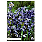 Lukovice proljetnog cvijeća Scilla siberica  (Ljubičasta, Botanički opis: Scilla, Broj cvjetnih lukovica: 15 Kom.) | BAUHAUS