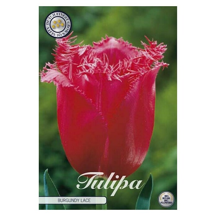 Lukovice proljetnog cvijeća Tulipan Fringed Burgundy Lace  (Crvena, Botanički opis: Tulipa) | BAUHAUS