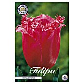 Lukovice proljetnog cvijeća Tulipan Fringed Burgundy Lace  (Crvena, Botanički opis: Tulipa) | BAUHAUS