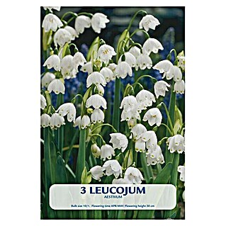 Lukovice proljetnog cvijeća Leucojum aestivum (Bijela, Botanički opis: Leucojum)