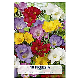 Lukovice proljetnog cvijeća Fresia mix (Mješane boje, Botanički opis: Freesia)