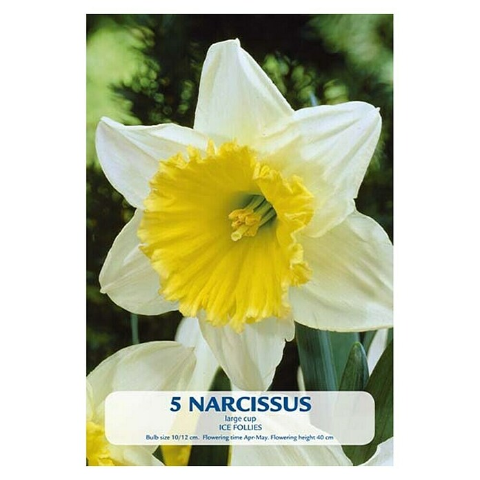 Lukovice proljetnog cvijeća Narcisa Ice Follies  (Žuto - bijela, Botanički opis: Narcissus, Broj cvjetnih lukovica: 3 Kom.) | BAUHAUS