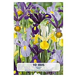 Lukovice proljetnog cvijeća Perunika Hollandica (Mješane boje, Botanički opis: Iris)