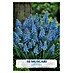 Lukovice proljetnog cvijeća Budget Collection Muscari 