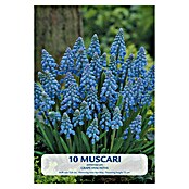 Lukovice proljetnog cvijeća Budget Collection Muscari  (Plava, Botanički opis: Muscari, Broj cvjetnih lukovica: 5 Kom.) | BAUHAUS