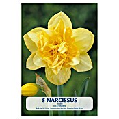 Lukovice proljetnog cvijeća Narcisa Dick Wilden  (Žuta, Botanički opis: Narcissus, Broj cvjetnih lukovica: 3 Kom.) | BAUHAUS