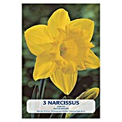 Lukovice proljetnog cvijeća Narcisa Dutch Master  (Žuta, Botanički opis: Narcissus, Broj cvjetnih lukovica: 3 Kom.) | BAUHAUS