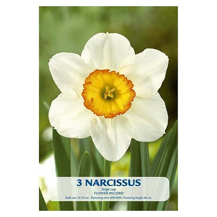 Lukovice proljetnog cvijeća Narcisa Flower Record  (Bijela, Botanički opis: Narcissus, Broj cvjetnih lukovica: 3 Kom.) | BAUHAUS